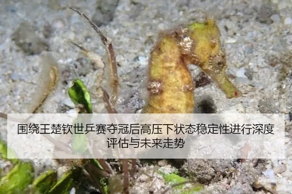 围绕王楚钦世乒赛夺冠后高压下状态稳定性进行深度评估与未来走势
